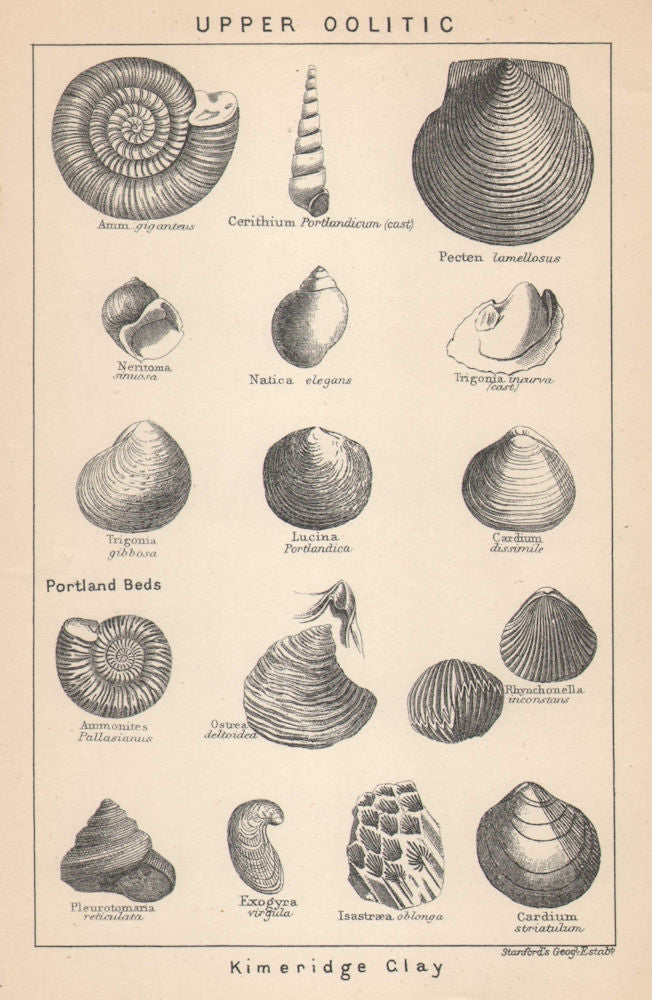 BRITISH FOSSILS. Upper Oolitic - Kimeridge Clay. STANFORD 1907 old print